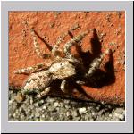 Marpissa muscosa - Rindenspringspinne 02 10mm.jpg